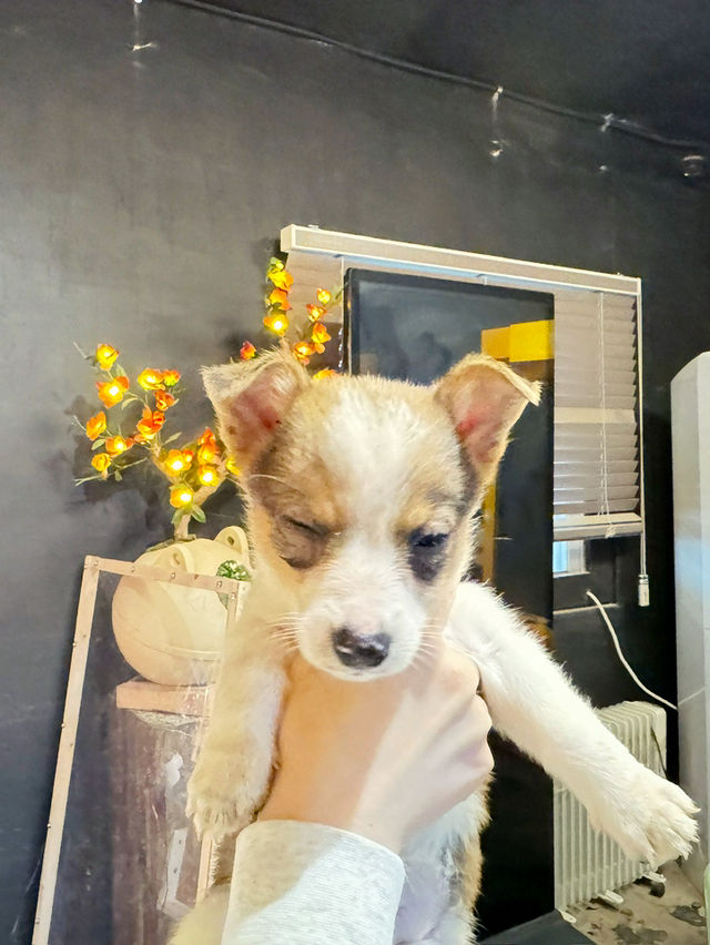 🐴 초원 위의 작은 친구들, 제주 새별프렌즈 방문기 