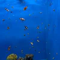 📍Aquarium สมุทรสาคร🐠🪼