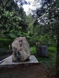 A Dreamy Walk at Alishan