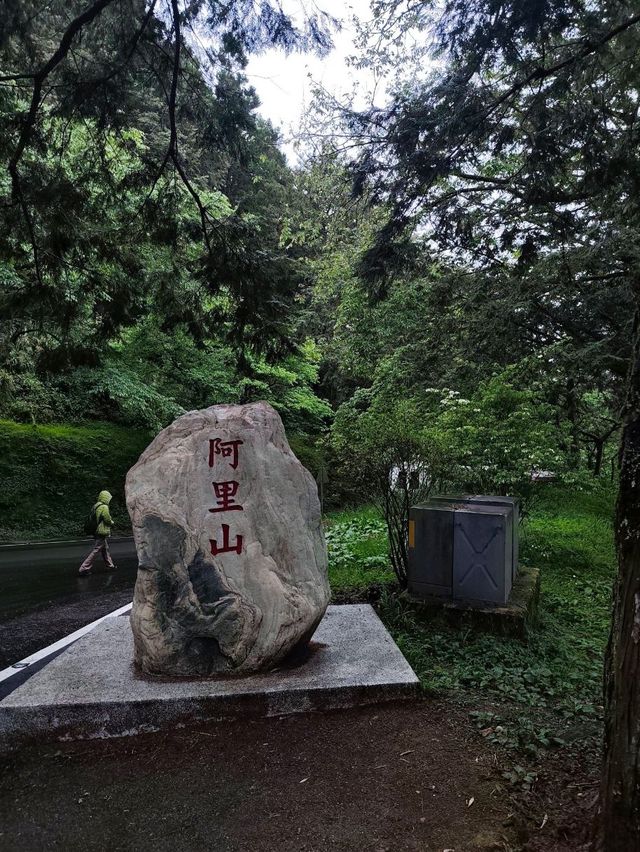 A Dreamy Walk at Alishan