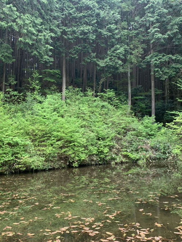 芝桜の花のじゅうたん❤️