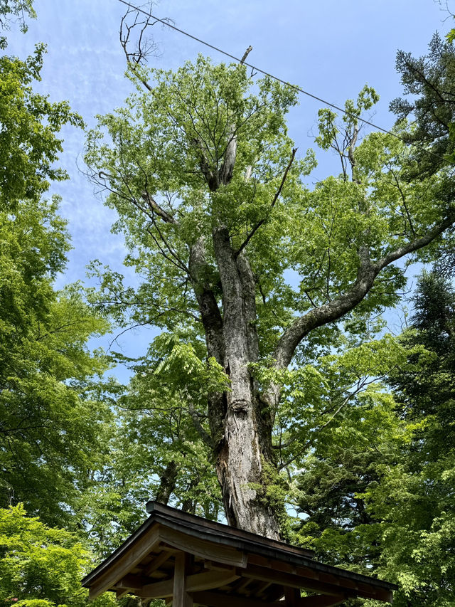 軽井沢｜寧靜的世界