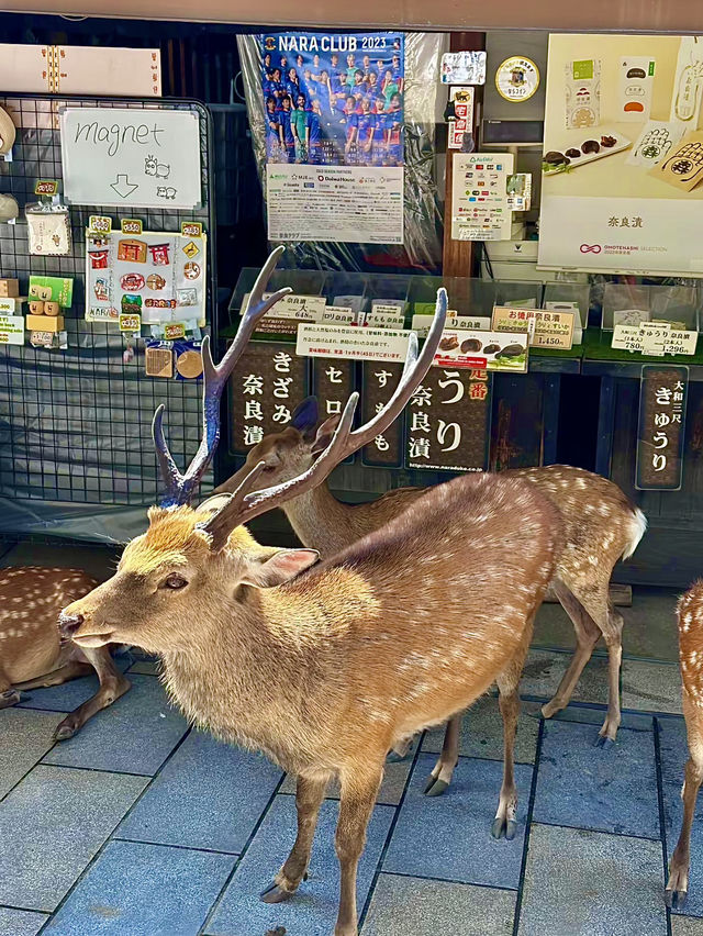โอซาก้า🇯🇵