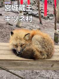 【宮城】宮城蔵王キツネ村