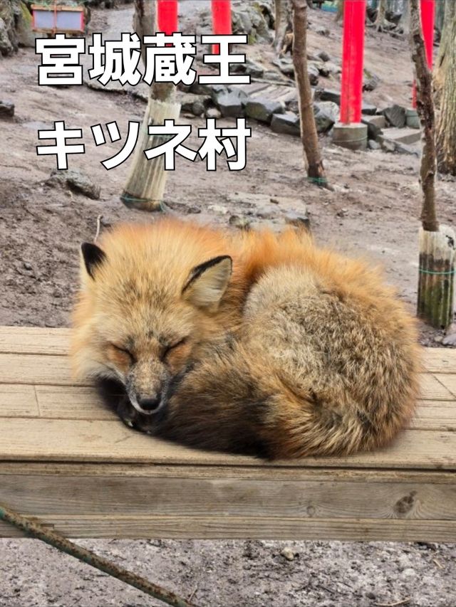 【宮城】宮城蔵王キツネ村
