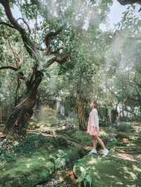 Stepping Into a Fairy Tale in Chiang Mai 🌳🧚‍♀️