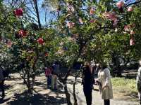 🌸城市中的綠色奇蹟！《新宿御苑》四季皆美的東京祕密花園，賞櫻、避暑、療癒心靈一次到位🍁🌿 