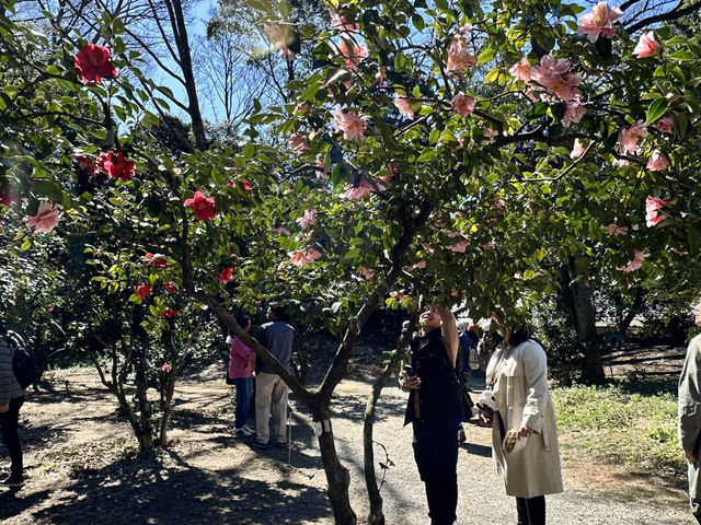 🌸城市中的綠色奇蹟！《新宿御苑》四季皆美的東京祕密花園，賞櫻、避暑、療癒心靈一次到位🍁🌿 