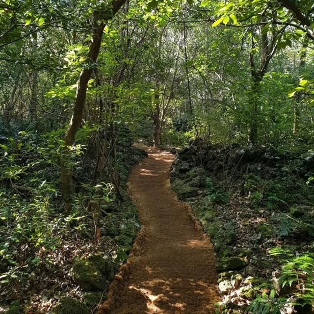 Nature Escape Vibes at Jeju Gotjawal Provincial Park