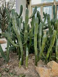 📸 Cactus Dreams: Xiamen’s Most Instagrammable Garden