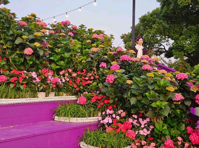 As dawn comes by, the hydrangeas blossomed in full glare