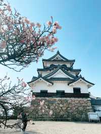 【滋賀/彦根】彦根城
