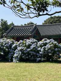 제주도 수국을 찾아서