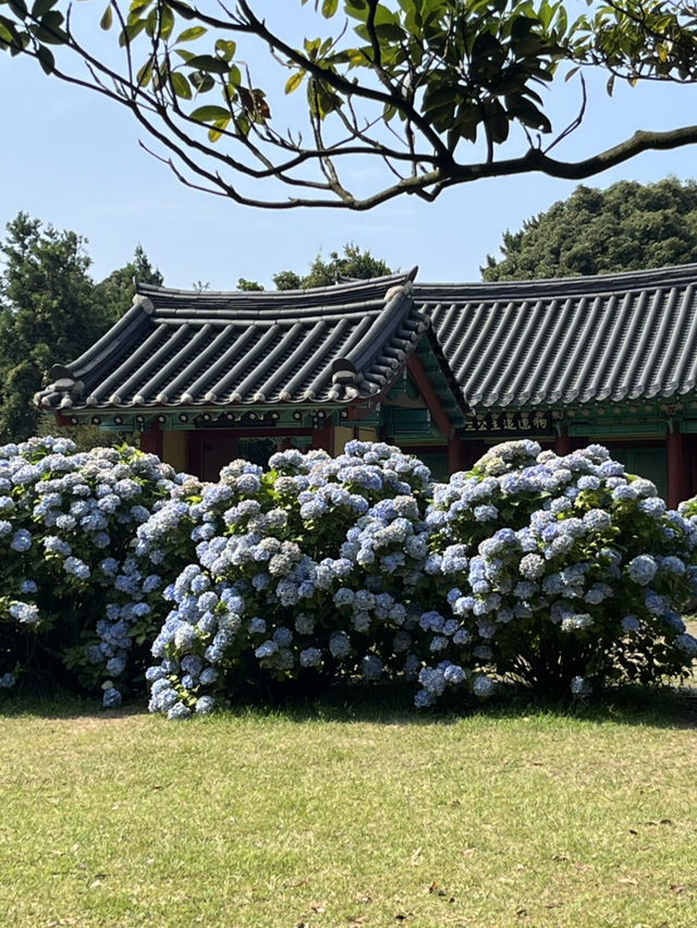 제주도 수국을 찾아서