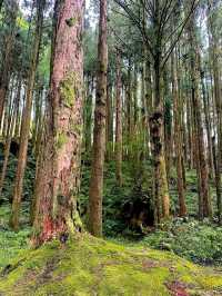 Morning Magic at Alishan Scenic Area