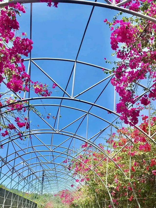 Celestial Garden