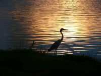 Bird common sightings
