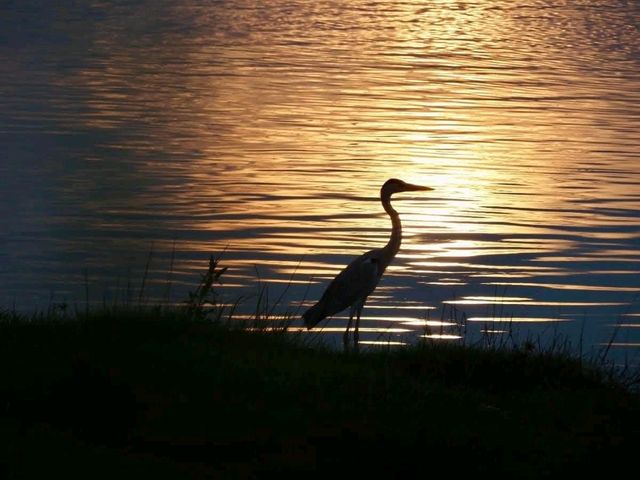 Bird common sightings