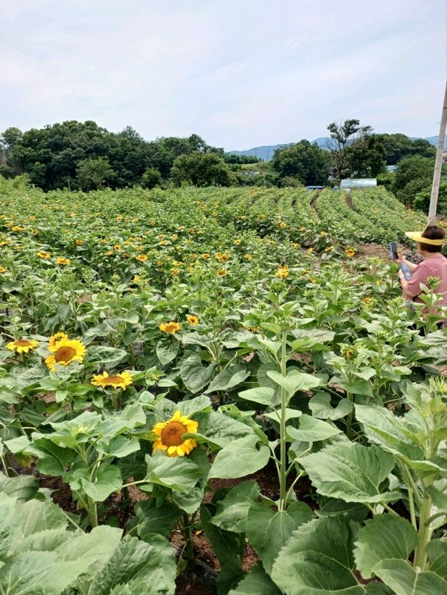 여름에 꼭 가세요