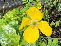 Wildflowers: Nature's Untamed Masterpieces