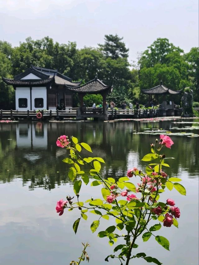 A Vision of Serenity 