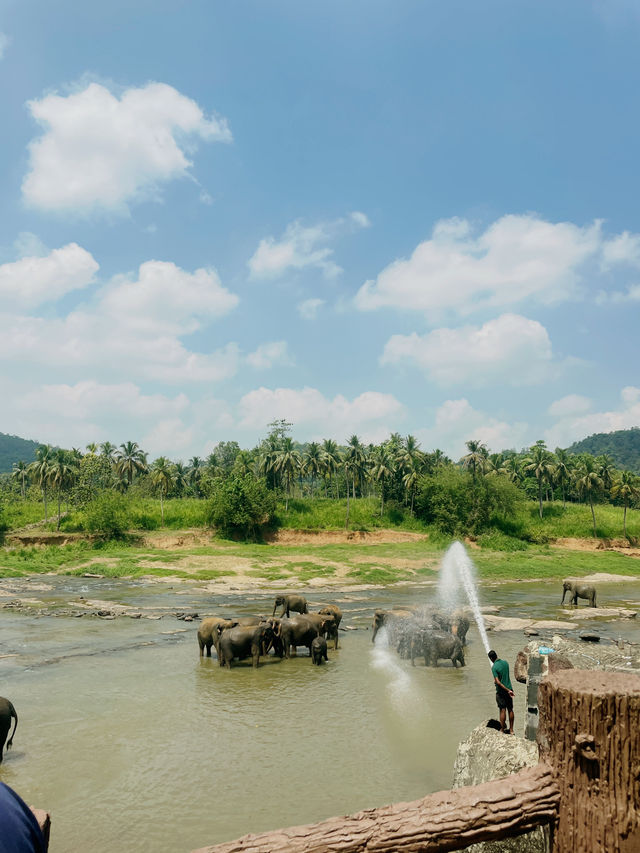 【ピンナワラゾウの孤児院】🇱🇰スリランカ
