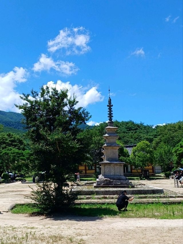 아침 산책은 보너스 선물같아요 🌞
