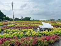 台灣台中后里-中社觀光花市🌼
