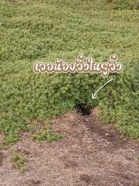 One Day Trip - ใกล้ชิดเพนกวิน, Sunset สุดโรแมนติก