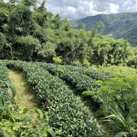 【中国 雲南省】🌿 プーアール 茶馬古道景区