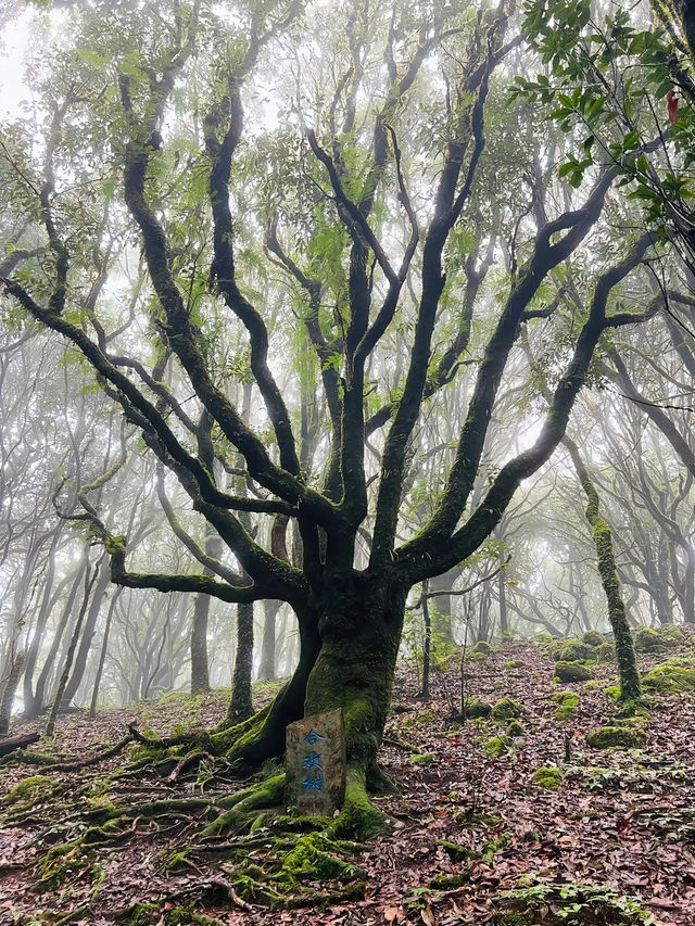 【哀牢山｜雲南的雲霧秘境】