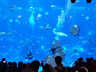 🌊 Dive into Wonder: Exploring Singapore’s S.E.A. Aquarium