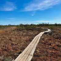 Breathe Deep: My Solo Recharge in Ķemeri National Park