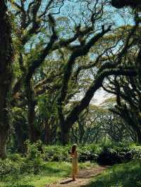 🌳 De Djawatan Forest Wonder