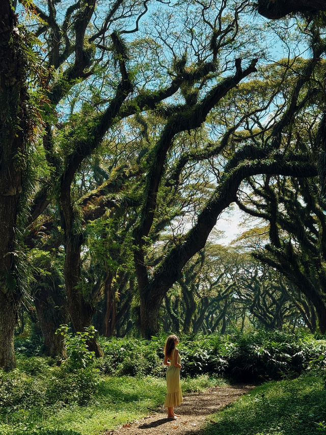 🌳 De Djawatan Forest Wonder