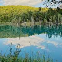 Dreamscape in Blue: My Solo Trip to the Blue Pond, Hokkaido