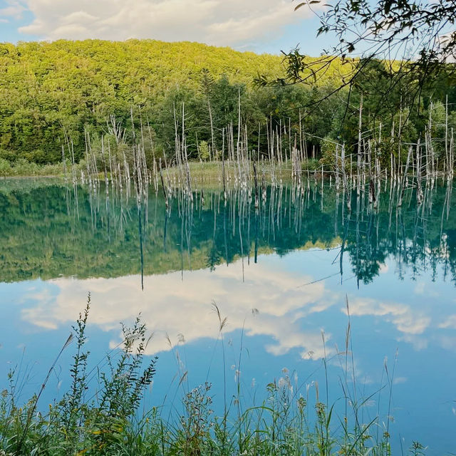 Dreamscape in Blue: My Solo Trip to the Blue Pond, Hokkaido