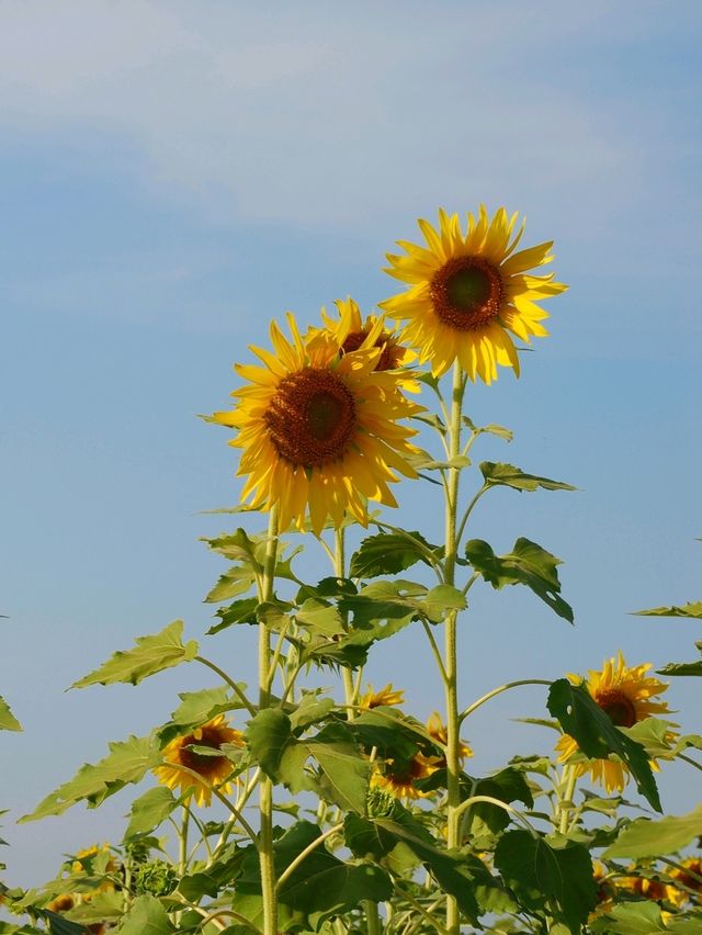 🌻 : ทุ่งทานตะวัน เขาจีนแล ลพบุรี