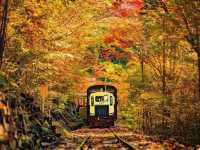 🌲 Akasawa Natural Recreational Forest – One of Japan’s Most Beautiful Forests 🌲