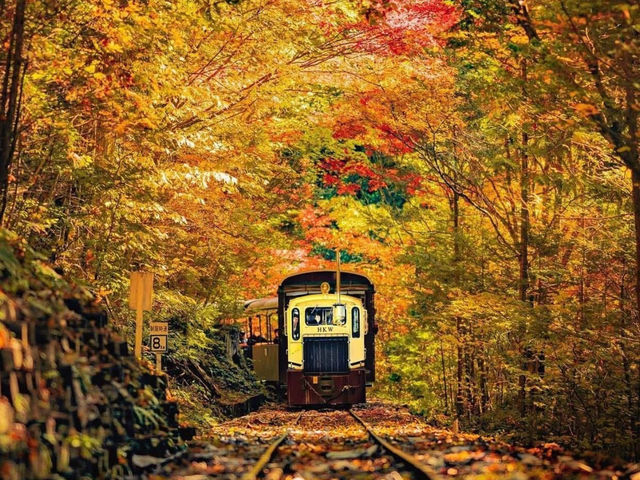 🌲 Akasawa Natural Recreational Forest – One of Japan’s Most Beautiful Forests 🌲