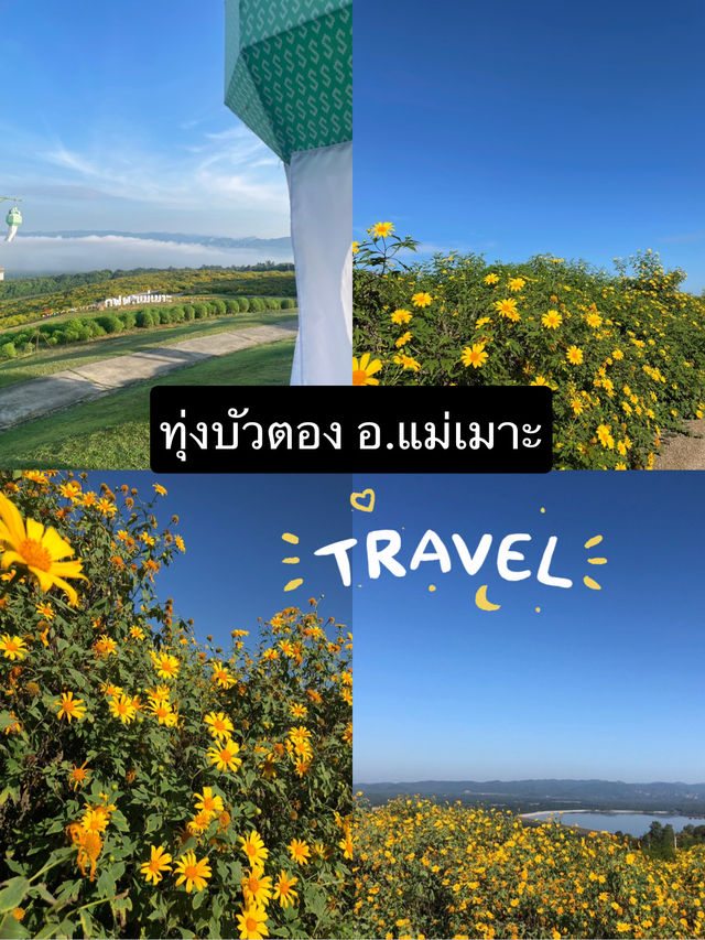 สวนเฉลิมพระเกียรติ(ทุ่งดอกบัวตอง อ.แม่เมาะ)