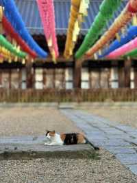 大邱｜千年桐華寺的寧靜之美 能在寺廟住宿體驗修行生活