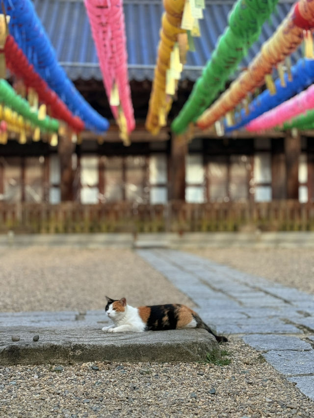 大邱｜千年桐華寺的寧靜之美 能在寺廟住宿體驗修行生活