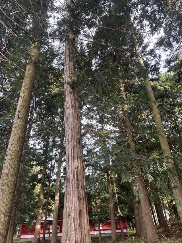 秋日金黃的淺間神社