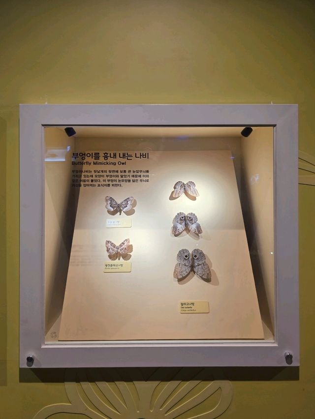 🦋 자연의 비밀스러운 생존술, 의태 전시