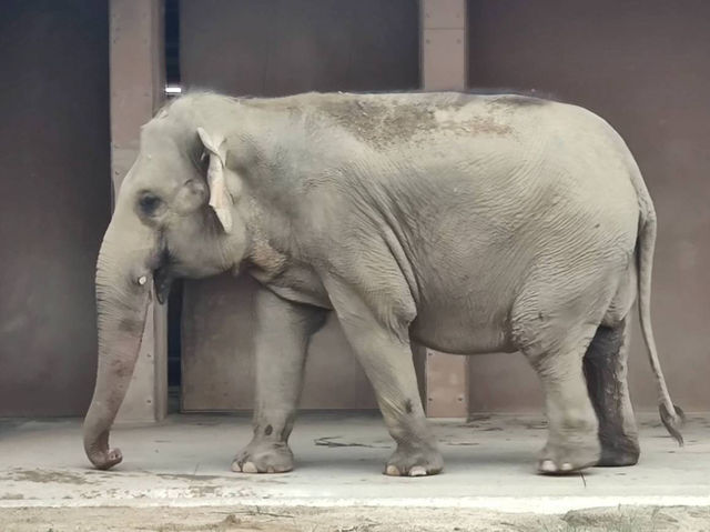 名古屋親子活動最佳場所#名古屋東山動植物園-日本愛知縣名古屋市