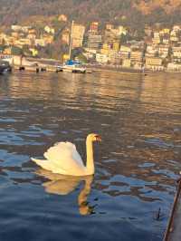 🦢🚞 Swans & Mountains: a day in Lake Como