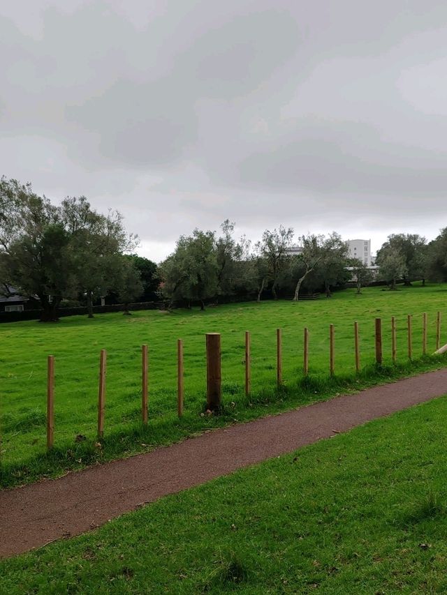 Cornwall Park, Auckland: Where History Meets Nature