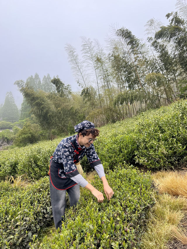 🍃 วันนี้เรามา “เก็บชา” กันที่ 福泉山茶山