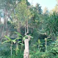 A Lemon-Scented Dream: Family Adventure at La Citronneraie